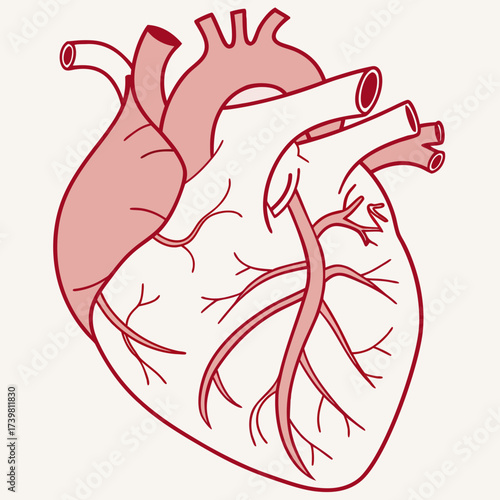 Illustration of a human heart with arteries and veins