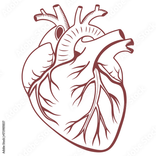 Detailed anatomical heart illustration with veins and arteries