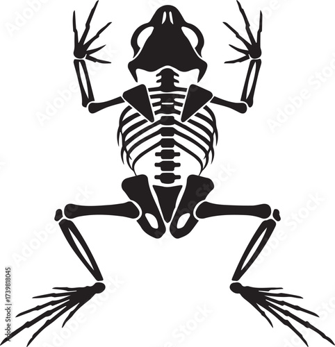 Anatomical frog or toad skeleton with splayed limbs in top view vector eps illustration

