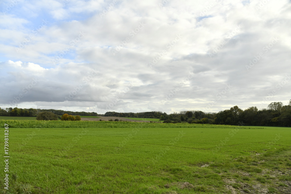 Naklejka premium Nuages gris au dessus d'une immense prairie en fin de journée à Ghislenghien (Ath)