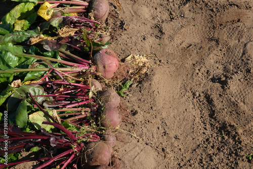 The harvest of excavated ripe organic beets lies on the ground, top view. Copy space