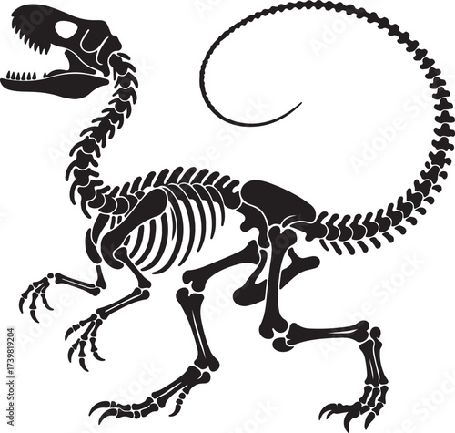 Velociraptor dinosaur fossil skeleton with long curved tail and ferocious posture vector eps illustration

