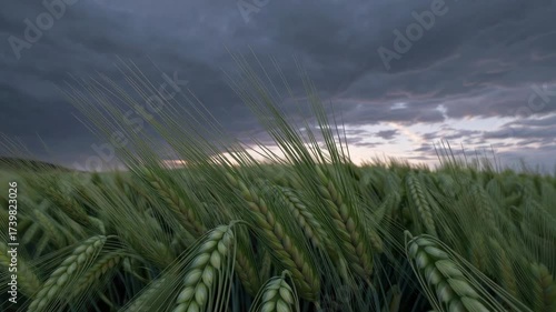 Barley field swaying in breeze beneath stormy autumn sky