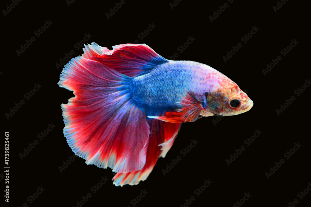Fototapeta premium Betta fish red, siamese fighting fish isolated on black background 