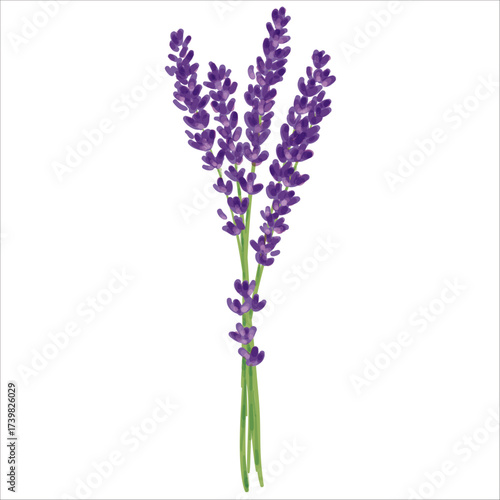 Lavender Hand Drawing Vector Illustration