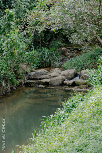 stream in the forest