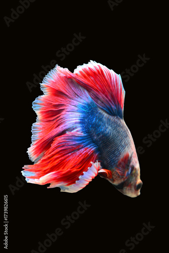 Betta fish red, siamese fighting fish isolated on black background 