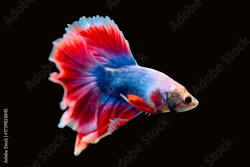 Betta fish red, siamese fighting fish isolated on black background 