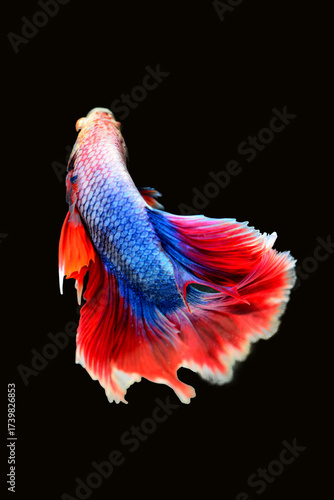 Betta fish red, siamese fighting fish isolated on black background 
