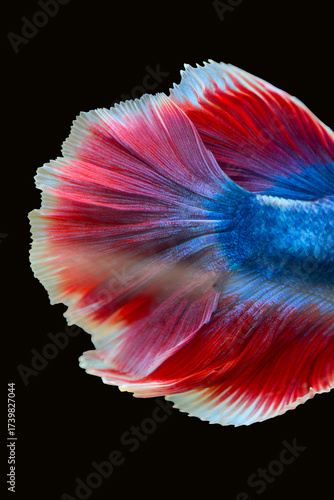 ปลากัดไทย ลวดลายสวยงาม สีสันสดใส มีความพริ้วไหวของการเคลื่อนตัว