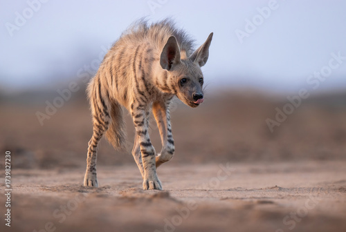 Φωτογραφία Striped Hyena Photographed At Kutch Desert Gujarat