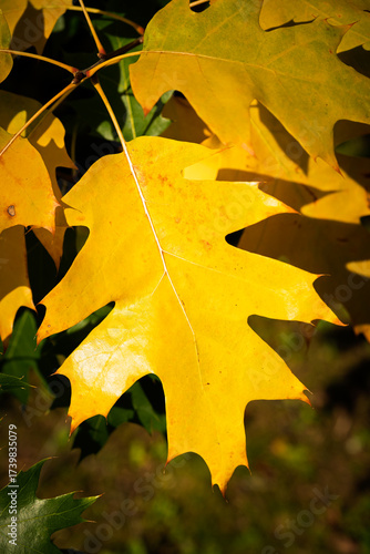 The bright yellow autumn foliage of an Oak tree leaf in the Dordogne region of France