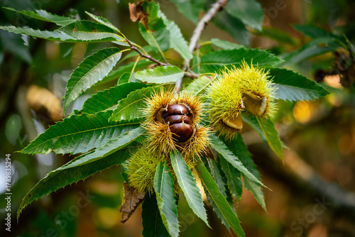 Three sweet chestnuts (Castanea sativa) bursting from their spiny burrs in autumn on a sweet chestnut tree in the Dordogne region of France