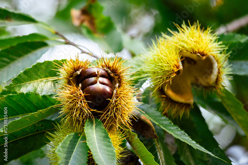 Three sweet chestnuts (Castanea sativa) bursting from their spiny burrs in autumn on a sweet chestnut tree in the Dordogne region of France