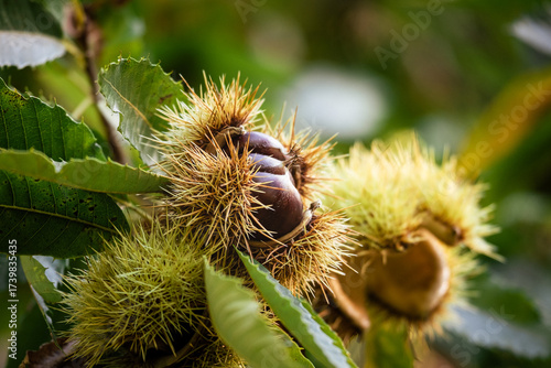 Three sweet chestnuts (Castanea sativa) bursting from their spiny burrs in autumn on a sweet chestnut tree in the Dordogne region of France