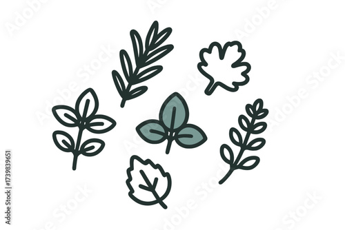 Minimalist outline set of fresh culinary herbs and spices leaves
