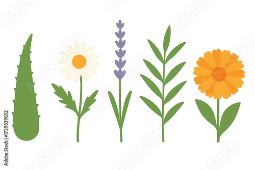 Collection of medicinal and cosmetic herbs: aloe vera, chamomile, lavender, and calendula