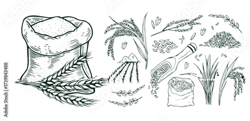 Sketch wheat set isolated on white background