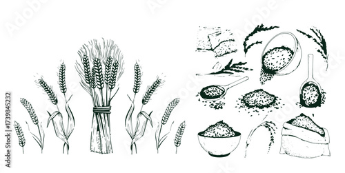 Sketch wheat set isolated on white background
