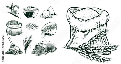 Sketch wheat set isolated on white background