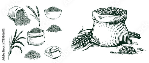 Sketch wheat set isolated on white background