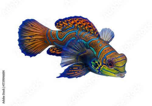 Canvas Print Isolated, colorful and vibrantly detailed mandarin dragonet fish floats in open