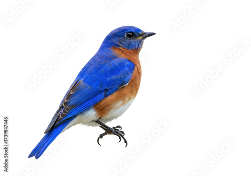 Εκτύπωση καμβά Isolated Eastern Bluebird, a vibrant bird species with bright blue feathers and