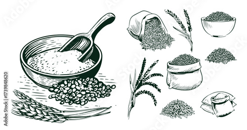 Sketch wheat set isolated on white background