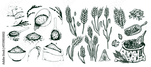 Sketch wheat set isolated on white background