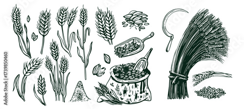 Sketch wheat set isolated on white background