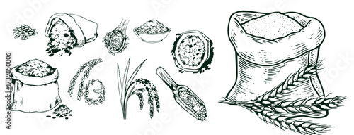 Sketch wheat set isolated on white background
