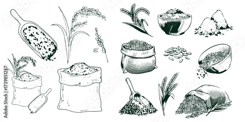 Sketch wheat set isolated on white background
