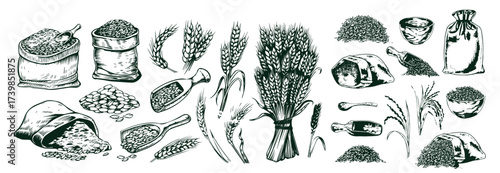Sketch wheat set isolated on white background