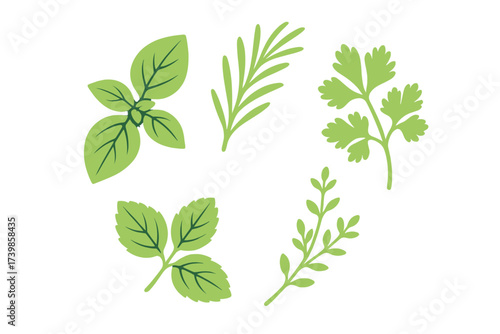 Collection of fresh kitchen herbs including basil rosemary and parsley on white