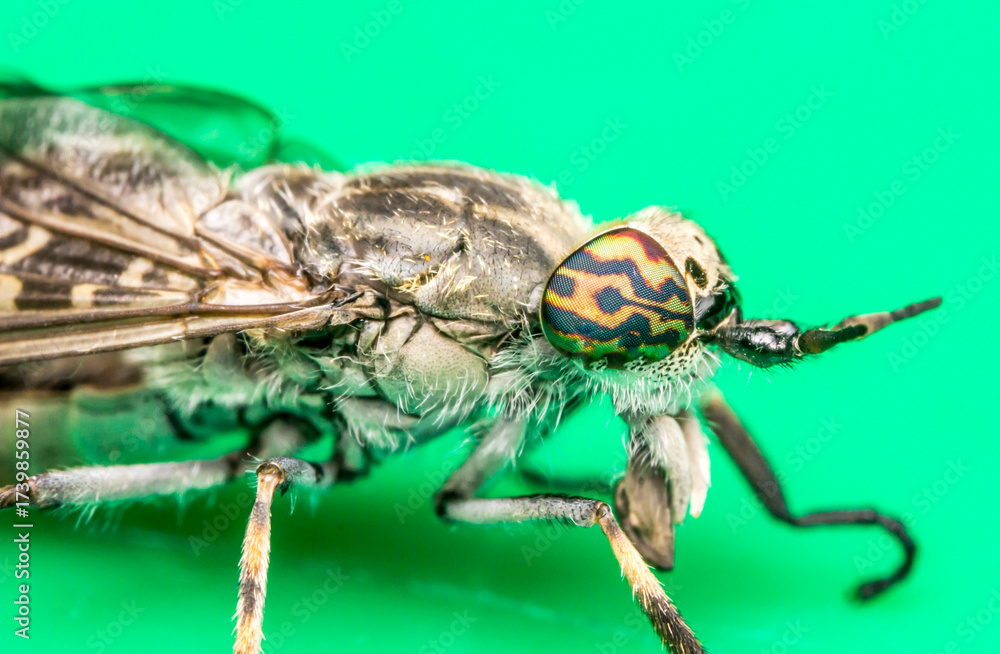 Naklejka premium gadfly on a light background. wildlife. colorful detailed macro photo of an insect. close-up. space for text. screensaver