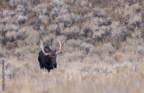 Bull Shiras Moose During the Rut in Autumn in Wyoming