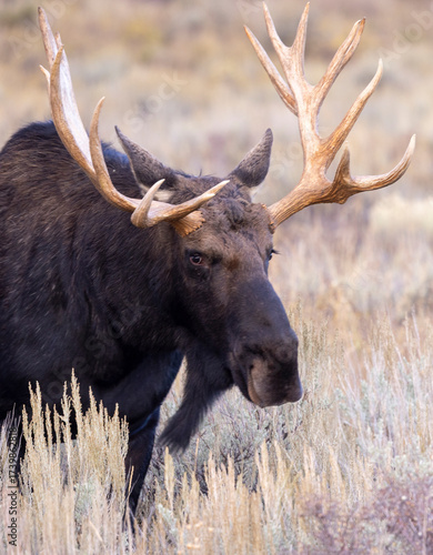 Bull Shiras Moose During the Rut in Autumn in Wyoming
