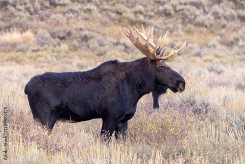 Bull Shiras Moose During the Rut in Autumn in Wyoming