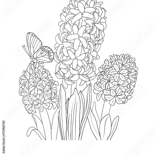 Hyacinth flowers and a butterfly