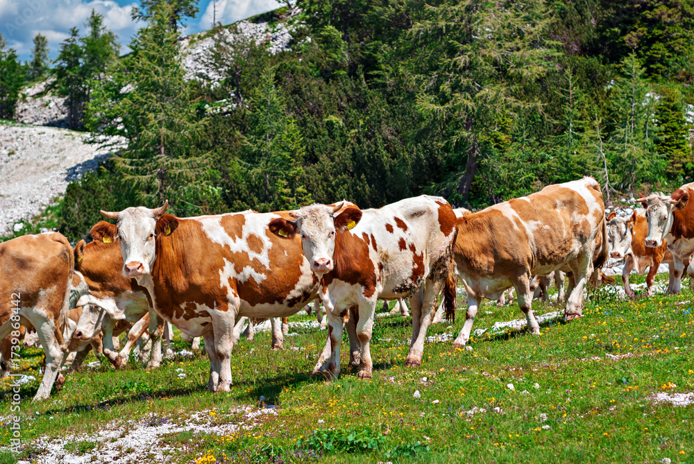 custom made wallpaper toronto digitalClose view of brown and white cattle herd walking across green pasture in Slovenian Alps with rocky slopes and trees, sunny summer farming mood