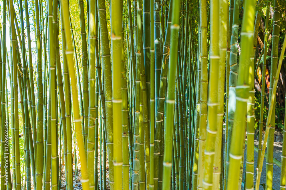 Obraz premium bamboo plant trunks