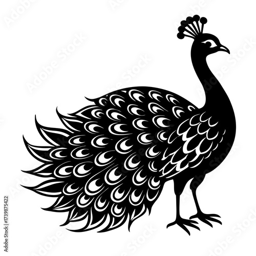 peacock vector illustration