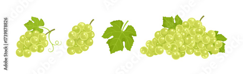 Set of fresh grapes and green leaves isolated on white background. Vector cartoon flat illustration. 