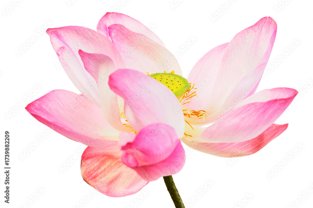 Fototapeta premium Beautiful Pink Lotus Flower on White Background, Natural Serenity
