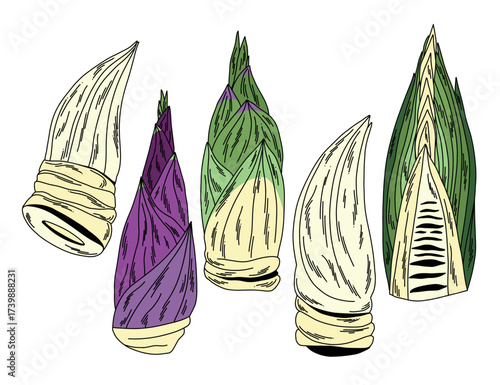 Hand-drawn bamboo shoots in different shapes and colors vector whole and in cross-section