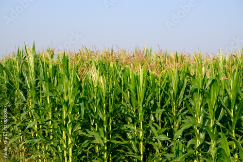 Lush Green Cornfield with Tassels under a Clear Blue Sky