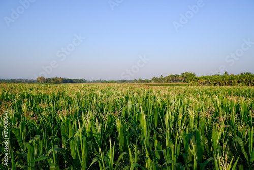 Lush Green Cornfield with Tassels under a Clear Blue Sky