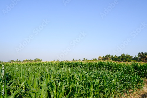 Lush Green Cornfield with Tassels under a Clear Blue Sky