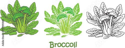Green broccoli collection isolated on white background  food bundle
