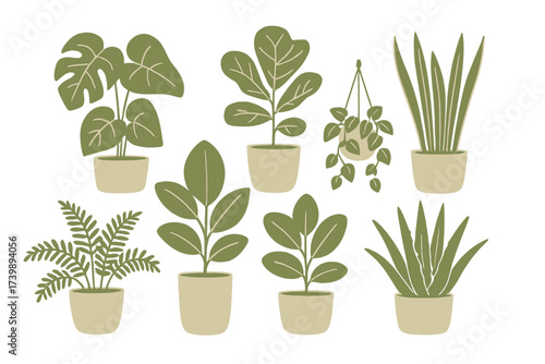 Set of popular indoor potted houseplants including monstera, fern, and snake plant